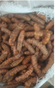 kunyit /kunir super