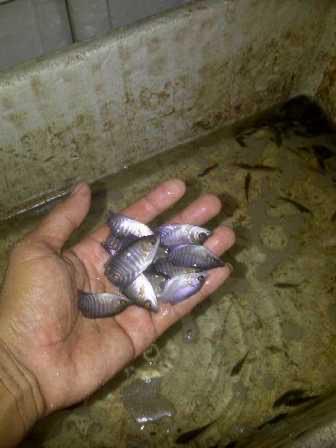 JUAL  BENIH GURAME , BIBIT GURAME TELUR GURAME