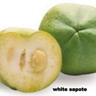 bibit buah whitesapote kualitas unggul siap tanam