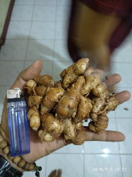 Kencur basah