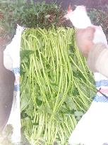 kangkung lombok
