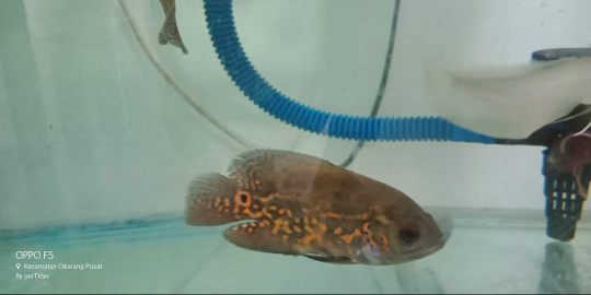 ikan oscar