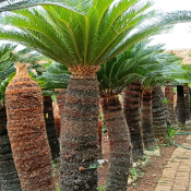 jual pohon sikas.palem sikas 