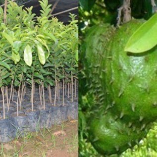 Bibit Sirsak Ratu super | Bibit Sirsak Madu unggul berkualitas, super murah