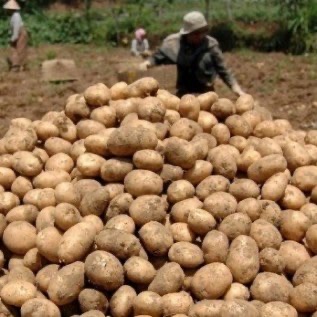 Menjual berbagai aneka tanaman Holtikultura untuk skala besar dan kecil