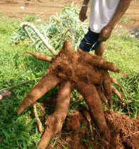 dijualbelikan singkong langsung dari kebun