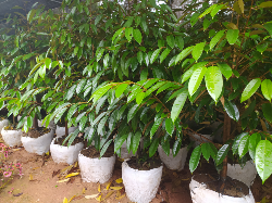 Bibit Durian berlabel