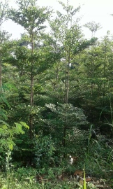 jual pohon ketapang kencana 
