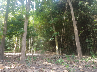 Jual Kayu Jati Super