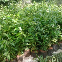 jual tanaman teh tehan 