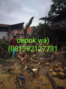 tukang tebang pohon depok