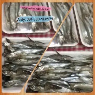 Jual Ikan Shisamo
