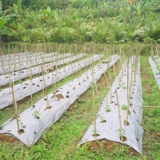 Plastik Mulsa Untuk Tanah Bedengan