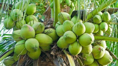 kelapa muda