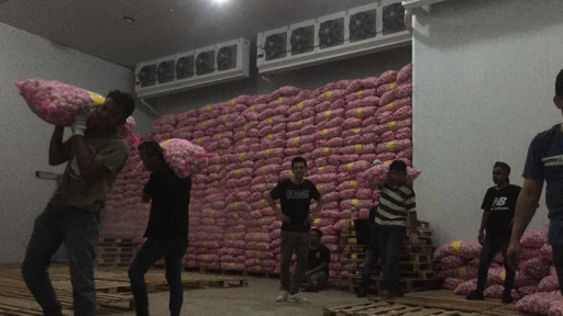 Bawang Putih kating Berkualitas