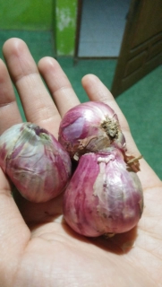 Bawang merah/brambang
