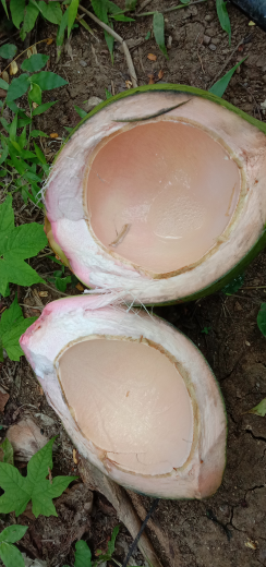 Jual Kelapa Muda Ijo Cm/Wulung Dan Kelapa Muda Biasa
