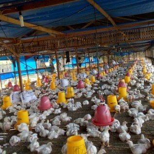 Jual Ayam Broiler