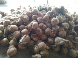 kelapa tua