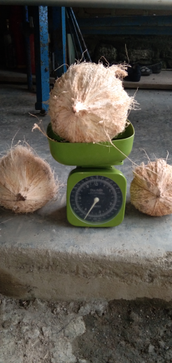 Kelapa Sulawesi Glondongan / Kupasan