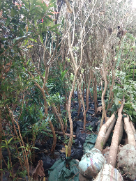 jual pohon cemara lilin 