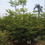 jual pohon ketapang kencana 