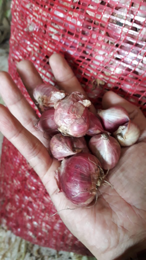 Bawang Merah