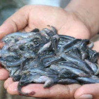 Bibit ikan lele mutiara bukan sangkuriang