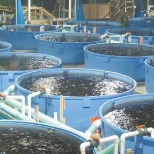 JUAL IKAN LELE PARTAI BESAR DAN KECIL (KUALITAS SUPER, HARGA BERSAING)