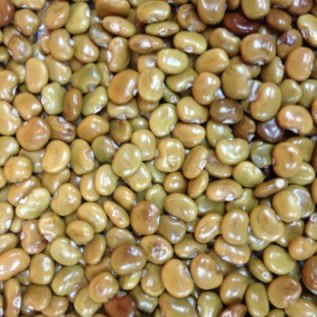 Kacangan penutup Tanah CC ( Calopogonium Caeruleum )