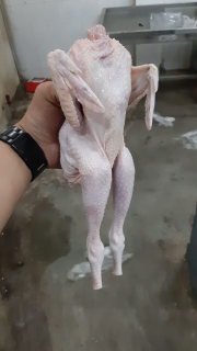 ayam pejantan
