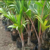 juql pohon palem komodoria 