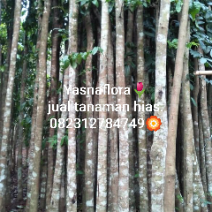 jual pohon mahoni 
