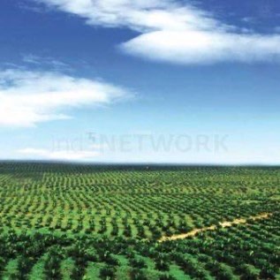 Dijual Lahan Kosong 13,000 Hektar Untuk Kebun Kelapa Sawit Di Riau