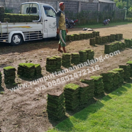 penjual rumput jepang surabaya bibit kwalitas nomer 1 harga paling murah