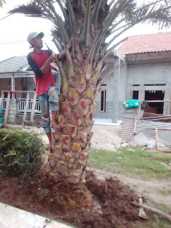 jual pohon palem kurma dll.