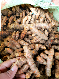 kunyit