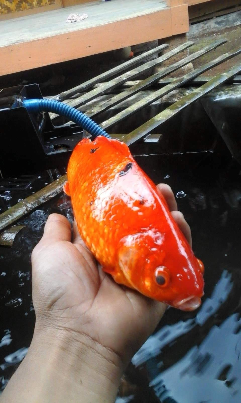 Ikan mas hias (ar-ar)