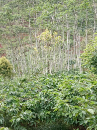 lahan kopi produksi