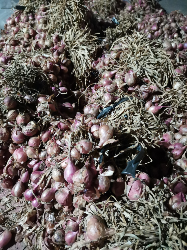 Bawang Merah Besar dan Kering