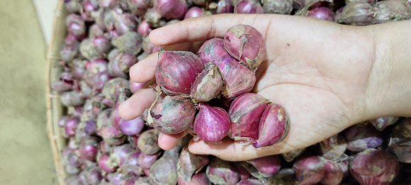Bawang Merah Super Surian Solok