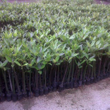 jual mangrove 