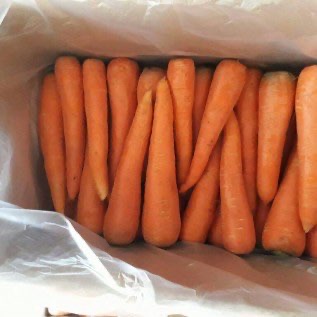 Wortel , Tanah Karo,Berastagi,  Fresh