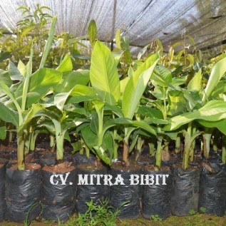 Bibit Pisang Mas Kirana Unggul | Anakan Pisang Mas Kirana