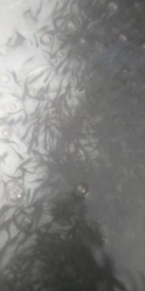 Bibit ikan patin