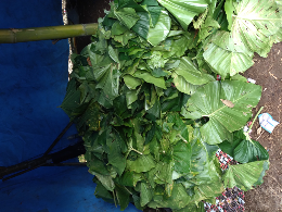 akar dan daun nampu