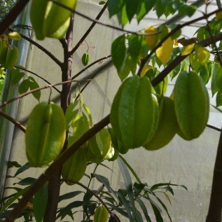Bibit Belimbing madu Jumbo Uk 60cm di Purworejo 