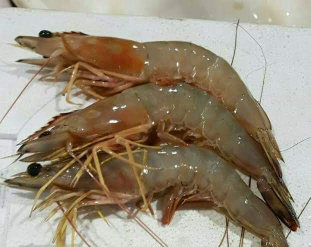 Udang Laut