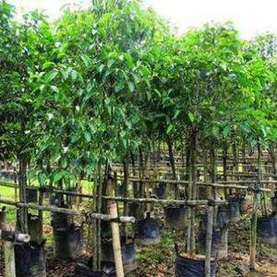jual pohon tanjung 