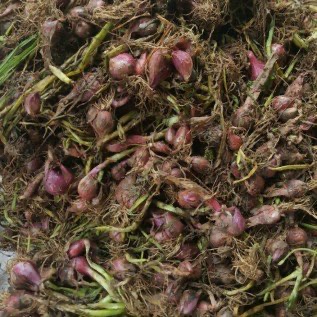 Jual bawang merah